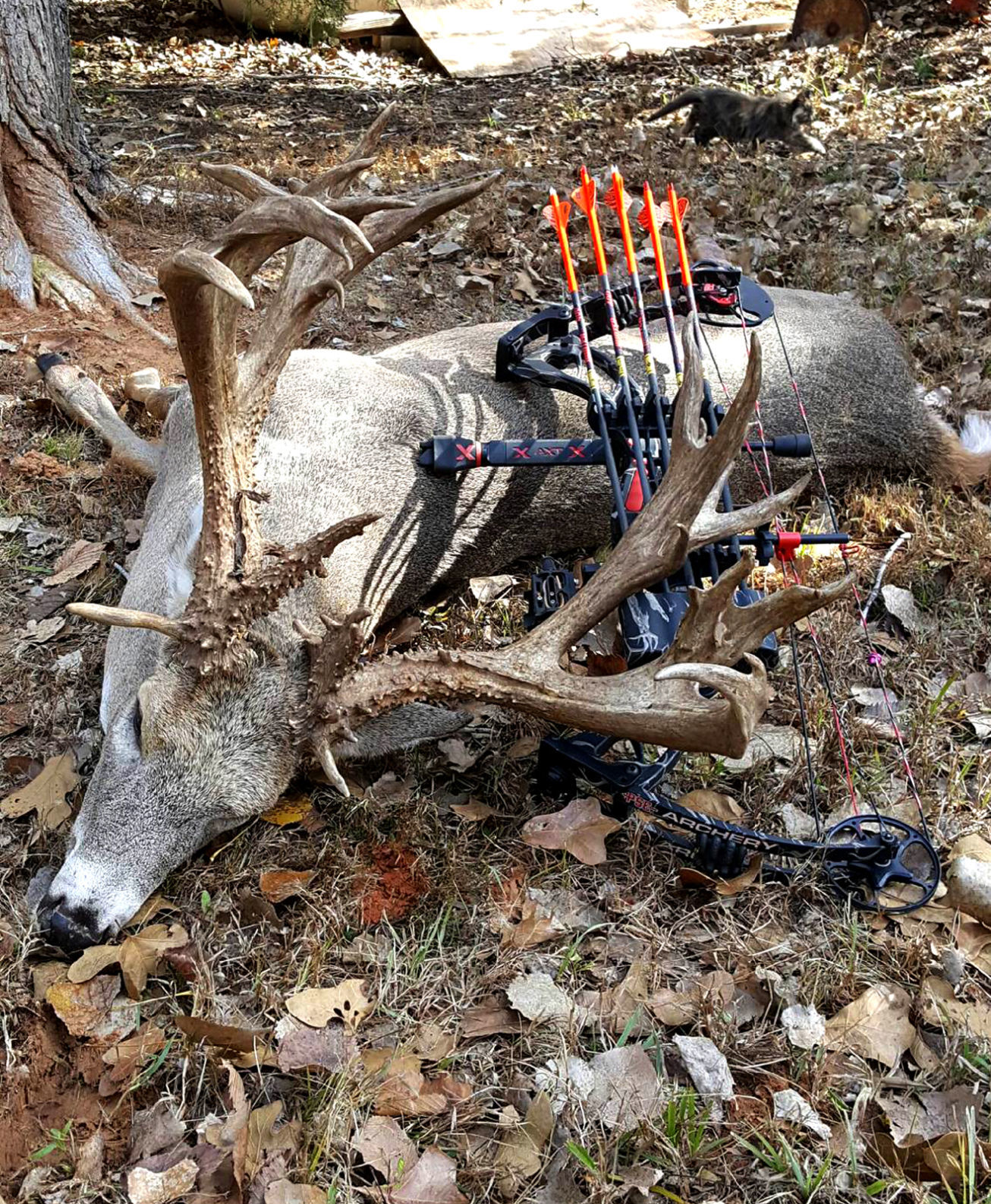 CY CURTIS No.2 NON-TYP (No. 1 Archery Non-typical)
